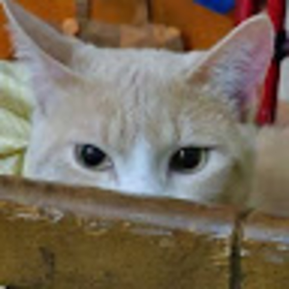 Meet your Posher, Kitten